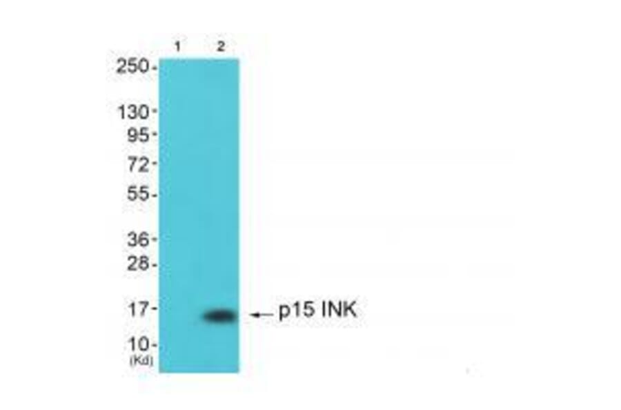 Western blot - p15 INK Antibody from Signalway Antibody (33457) - Antibodies.com