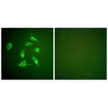 Immunofluorescence - PDGFR α Antibody from Signalway Antibody (33470) - Antibodies.com