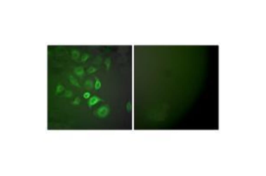 Immunofluorescence - S100 A1 Antibody from Signalway Antibody (33483) - Antibodies.com