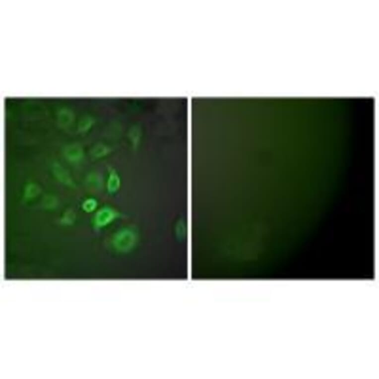 Immunofluorescence - S100 A1 Antibody from Signalway Antibody (33483) - Antibodies.com
