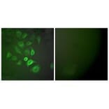 Immunofluorescence - S100 A1 Antibody from Signalway Antibody (33483) - Antibodies.com