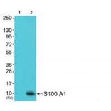 Western blot - S100 A1 Antibody from Signalway Antibody (33483) - Antibodies.com