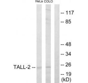 Western blot - TALL-2 Antibody from Signalway Antibody (33618) - Antibodies.com