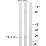 Western blot - TALL-2 Antibody from Signalway Antibody (33618) - Antibodies.com