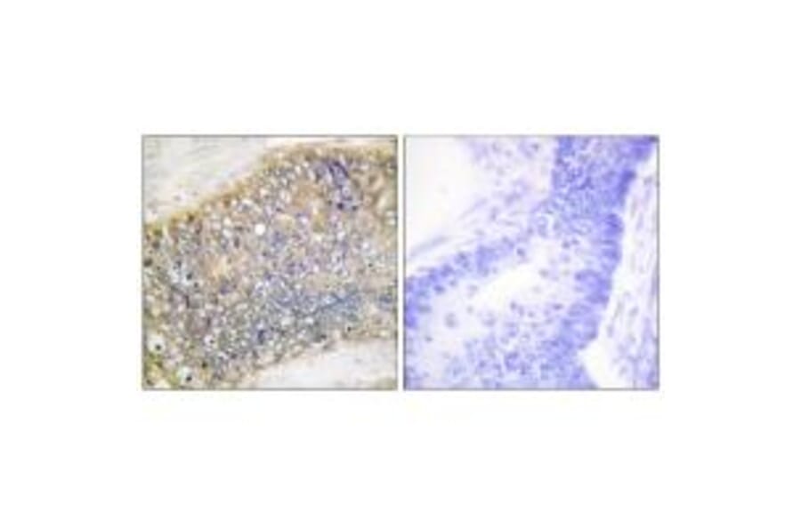 Immunohistochemistry - TALL-2 Antibody from Signalway Antibody (33618) - Antibodies.com