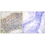 Immunohistochemistry - TALL-2 Antibody from Signalway Antibody (33618) - Antibodies.com