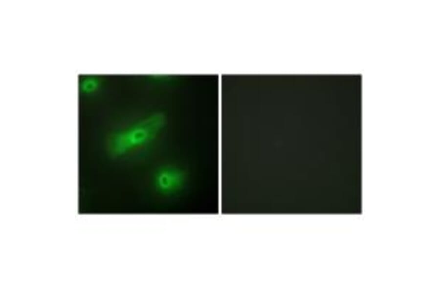 Immunofluorescence - TALL-2 Antibody from Signalway Antibody (33618) - Antibodies.com