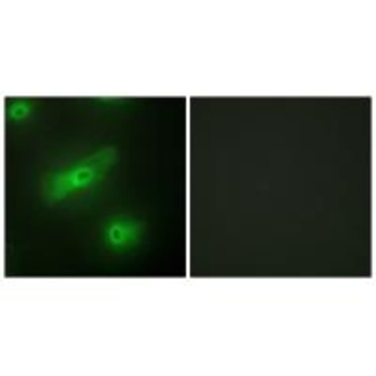 Immunofluorescence - TALL-2 Antibody from Signalway Antibody (33618) - Antibodies.com