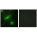 Immunofluorescence - TALL-2 Antibody from Signalway Antibody (33618) - Antibodies.com
