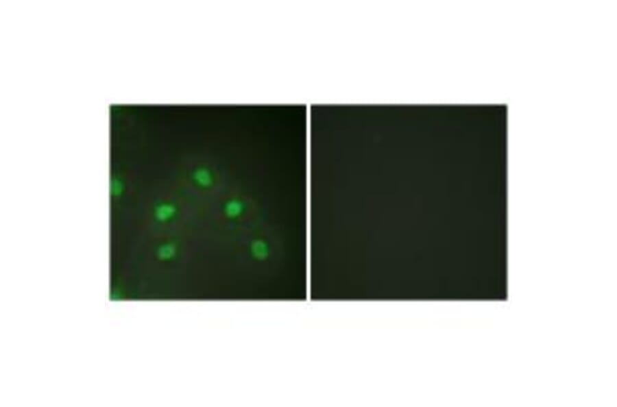 Immunofluorescence - hnRNP L Antibody from Signalway Antibody (33682) - Antibodies.com