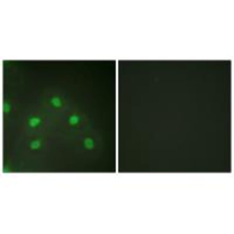 Immunofluorescence - hnRNP L Antibody from Signalway Antibody (33682) - Antibodies.com