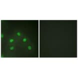Immunofluorescence - hnRNP L Antibody from Signalway Antibody (33682) - Antibodies.com