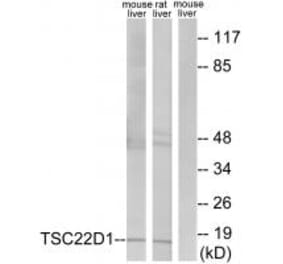 Western blot - TSC22D1 Antibody from Signalway Antibody (33905) - Antibodies.com