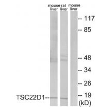 Western blot - TSC22D1 Antibody from Signalway Antibody (33905) - Antibodies.com