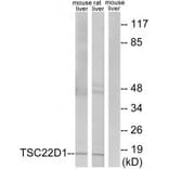 Western blot - TSC22D1 Antibody from Signalway Antibody (33905) - Antibodies.com