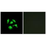 Immunofluorescence - TSC22D1 Antibody from Signalway Antibody (33905) - Antibodies.com