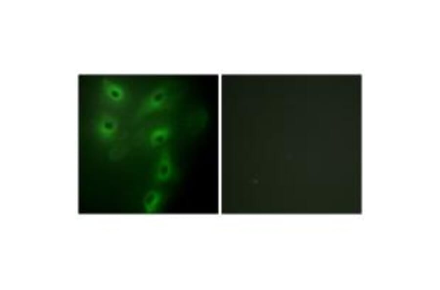 Immunofluorescence - TRIM59 Antibody from Signalway Antibody (33960) - Antibodies.com
