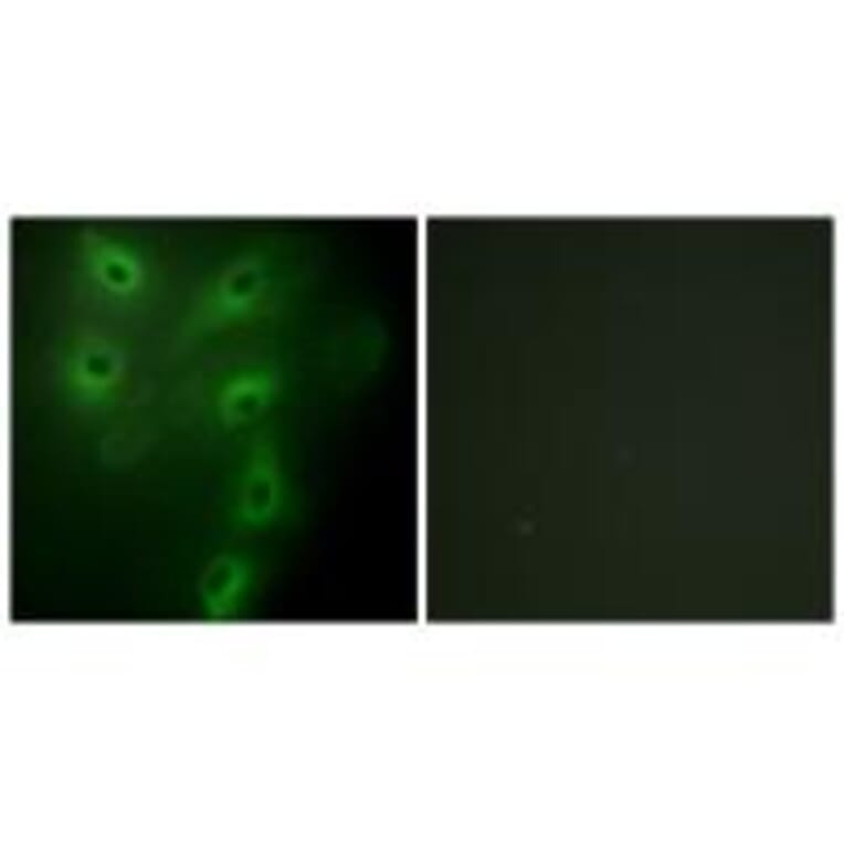 Immunofluorescence - TRIM59 Antibody from Signalway Antibody (33960) - Antibodies.com