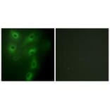 Immunofluorescence - TRIM59 Antibody from Signalway Antibody (33960) - Antibodies.com
