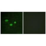Immunofluorescence - DNMT3B Antibody from Signalway Antibody (34091) - Antibodies.com