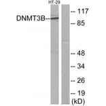 Western blot - DNMT3B Antibody from Signalway Antibody (34091) - Antibodies.com
