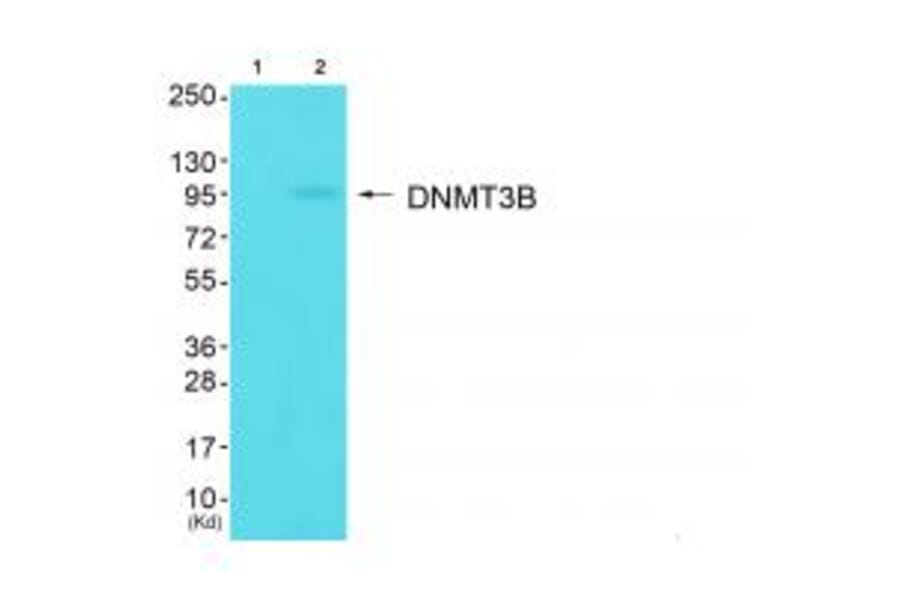 Western blot - DNMT3B Antibody from Signalway Antibody (34091) - Antibodies.com