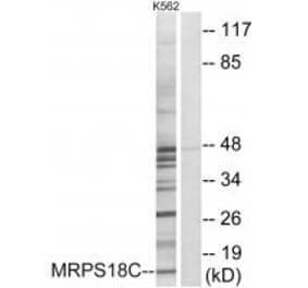 Western blot - MRPS18C Antibody from Signalway Antibody (34311) - Antibodies.com