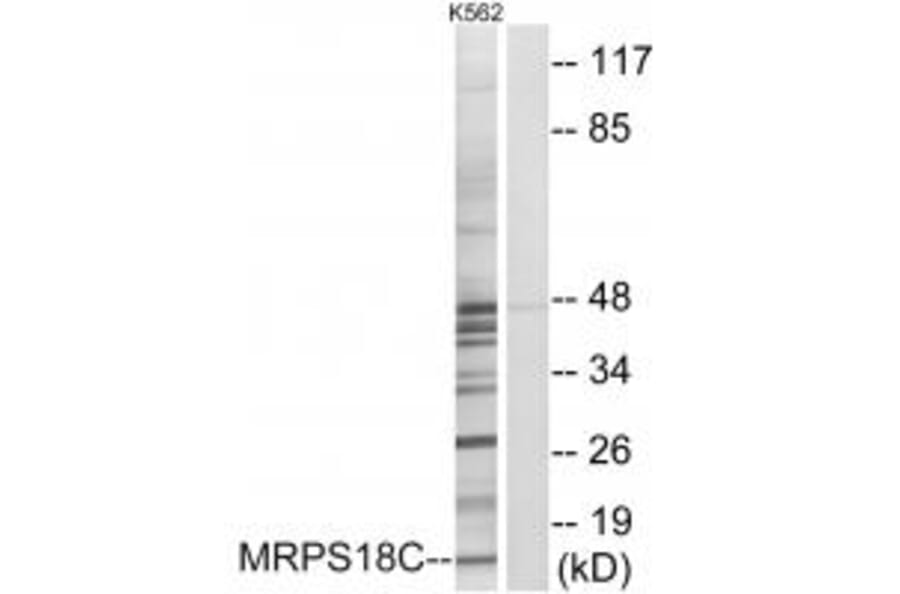 Western blot - MRPS18C Antibody from Signalway Antibody (34311) - Antibodies.com