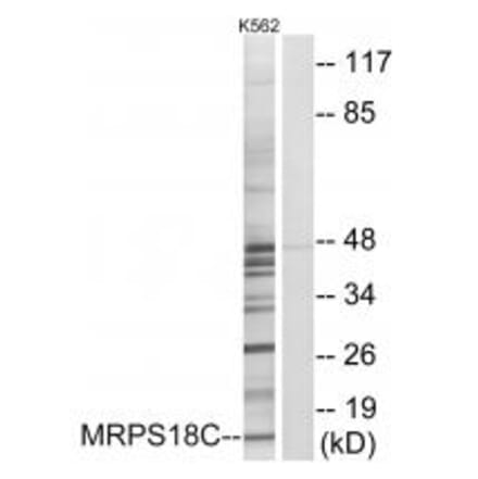 Western blot - MRPS18C Antibody from Signalway Antibody (34311) - Antibodies.com