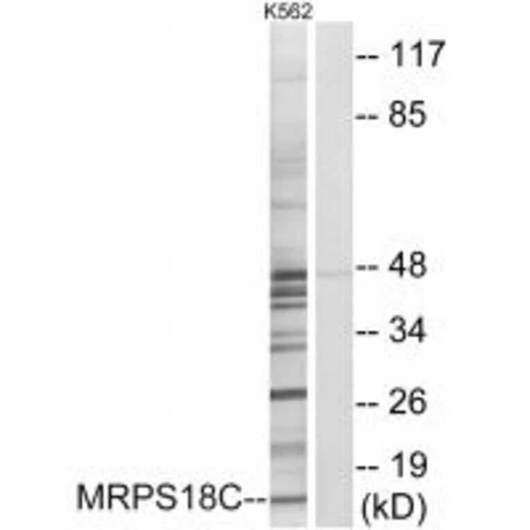 Western blot - MRPS18C Antibody from Signalway Antibody (34311) - Antibodies.com