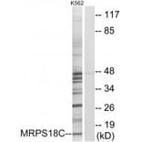 Western blot - MRPS18C Antibody from Signalway Antibody (34311) - Antibodies.com