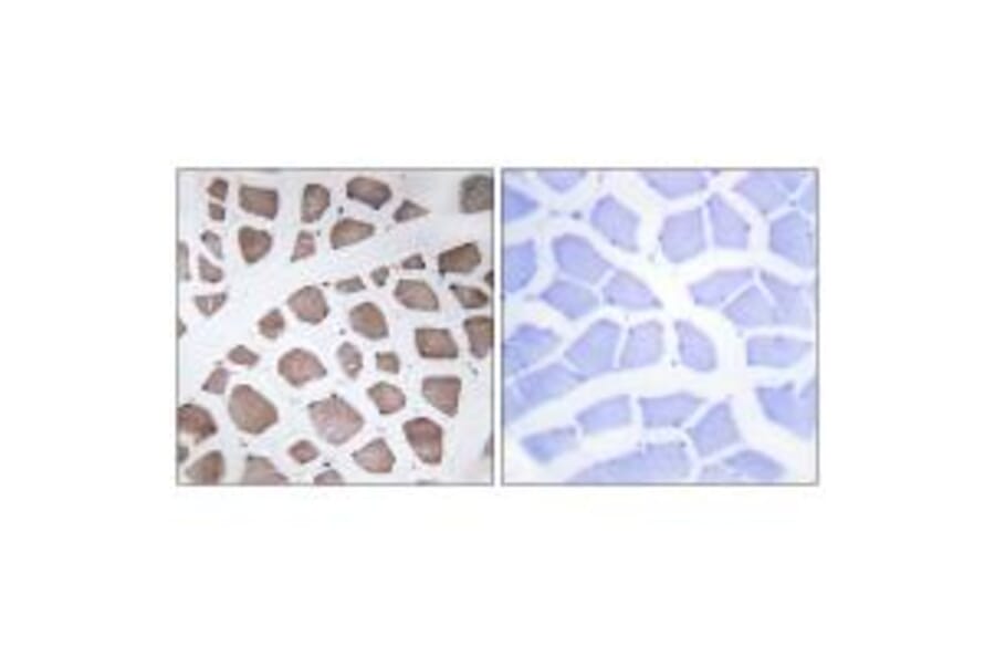 Immunohistochemistry - MRPS18C Antibody from Signalway Antibody (34311) - Antibodies.com