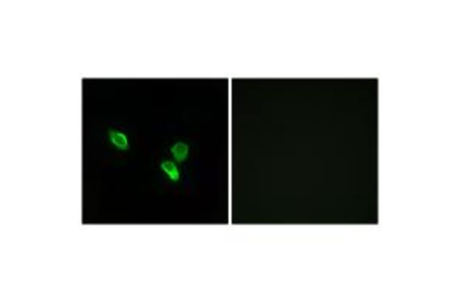 Immunofluorescence - MRPS18C Antibody from Signalway Antibody (34311) - Antibodies.com