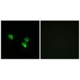 Immunofluorescence - MRPS18C Antibody from Signalway Antibody (34311) - Antibodies.com