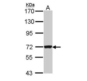Guanylate-binding protein 3 antibody from Signalway Antibody (22669) - Antibodies.com