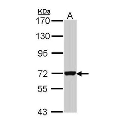 Guanylate-binding protein 3 antibody from Signalway Antibody (22669) - Antibodies.com