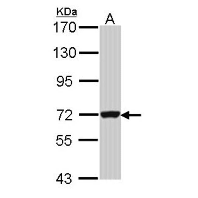 Guanylate-binding protein 3 antibody from Signalway Antibody (22669) - Antibodies.com