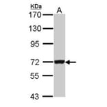 Guanylate-binding protein 3 antibody from Signalway Antibody (22669) - Antibodies.com