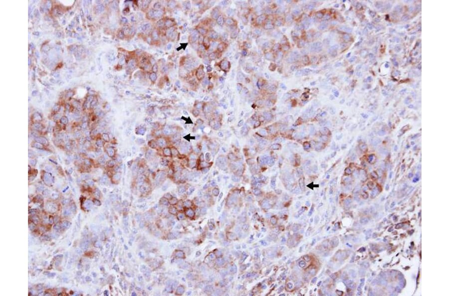 Immunohistochemistry - Guanylate-binding protein 3 antibody from Signalway Antibody (22669) - Antibodies.com