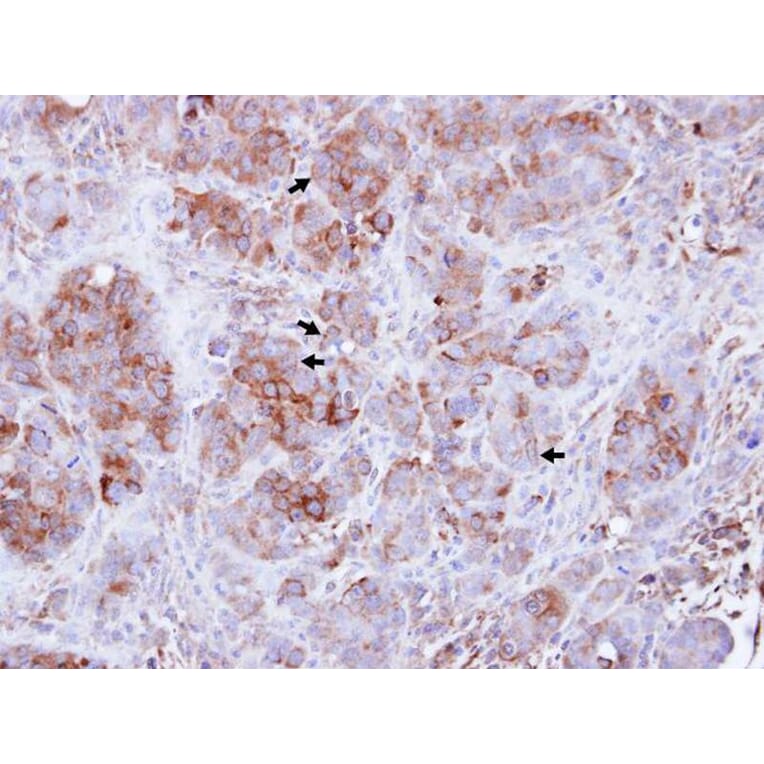 Immunohistochemistry - Guanylate-binding protein 3 antibody from Signalway Antibody (22669) - Antibodies.com