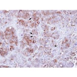 Immunohistochemistry - Guanylate-binding protein 3 antibody from Signalway Antibody (22669) - Antibodies.com