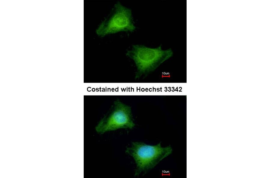 Immunofluorescence - Guanylate-binding protein 3 antibody from Signalway Antibody (22669) - Antibodies.com