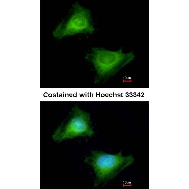 Immunofluorescence - Guanylate-binding protein 3 antibody from Signalway Antibody (22669) - Antibodies.com