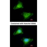 Immunofluorescence - Guanylate-binding protein 3 antibody from Signalway Antibody (22669) - Antibodies.com