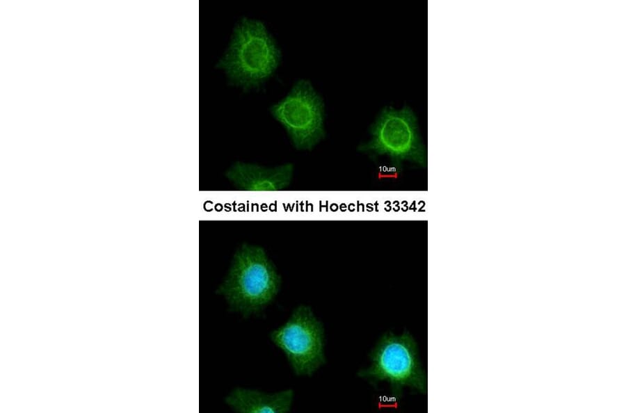 Immunofluorescence - platelet factor 4 variant 1 antibody from Signalway Antibody (23051) - Antibodies.com
