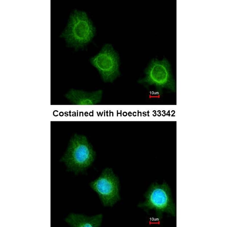 Immunofluorescence - platelet factor 4 variant 1 antibody from Signalway Antibody (23051) - Antibodies.com