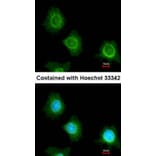 Immunofluorescence - platelet factor 4 variant 1 antibody from Signalway Antibody (23051) - Antibodies.com