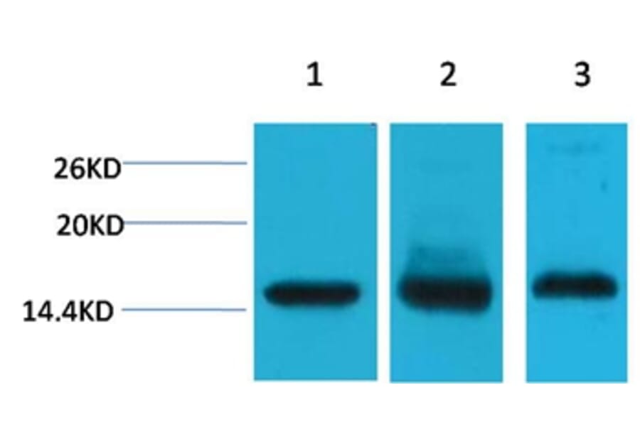 Western blot - Histone H3 Mouse Monoclonal Antibody from Signalway Antibody (38089) - Antibodies.com