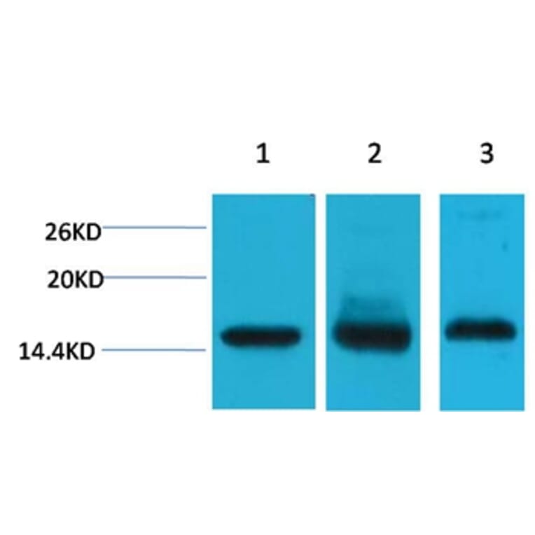 Western blot - Histone H3 Mouse Monoclonal Antibody from Signalway Antibody (38089) - Antibodies.com