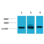 Western blot - Histone H3 Mouse Monoclonal Antibody from Signalway Antibody (38089) - Antibodies.com